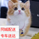 舒騰中華田園小貓咪活體田園貓寵物家養(yǎng)貓咪橘貓幼貓活體土貓貍花貓咪 田園級 橘白 公（幼貓兩個月左右）