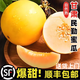 甘肅民勤沙漠蜜瓜甜瓜金紅寶黃河蜜瓜哈密瓜香瓜產(chǎn)地直發(fā)順豐包郵 凈重2-3斤【1個瓜】