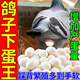 下蛋鴿子飼料鴿子下蛋專(zhuān)用促發(fā)情催踩背增蛋寶鸚鵡下蛋飼料催蛋糧 200g 1瓶 【體驗裝】