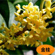 桂花大樹(shù)北方耐寒四季開(kāi)花金桂苗丹桂狀元紅庭院門(mén)前矮樁花卉綠植 精選桂花(金桂2公分)耐寒耐旱