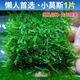 CRAZY PLANT水草魚(yú)缸專(zhuān)用造景擺件莫斯植物爬地矮珍珠日本趴地增氧高珍珠水草 【懶人草坪首選】莫斯1片（約8*8cm）