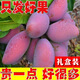 海南紅玉芒三亞特產(chǎn)玉文芒果當季新鮮水果特大果 2斤【嘗鮮果試吃果】 商超級優(yōu)選果