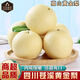 南步四川蒼溪黃金梨【老品種】廣元特產(chǎn)黃皮翠冠梨黃金梨子新鮮水果 5斤 精選中果【單果200g+】