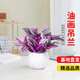 京云夢油畫婚禮吊蘭垂吊植物花卉植物室內(nèi)花盆栽圓形吸水盆源頭直發(fā)