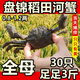 【活蟹】鮮活正宗盤(pán)錦河蟹六月黃蟹大閘蟹公母30只蟹螃蟹稻田蟹 【無(wú)繩】3斤 全母 30只1.2-0.9兩