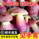 妙普樂見手青蘑菇新鮮【順豐空運次日達】云南野生牛肝菌網紅紫蔥肝菌菇 【野生】網紅紫蔥見手青 250g（首單優(yōu)惠半斤裝）