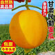 甘肅民勤蜜瓜頭茬現(xiàn)摘現(xiàn)發(fā)香甜多汁當(dāng)季現(xiàn)摘時(shí)令孕婦水果 優(yōu)選精品裝 9斤帶箱凈重8-9斤2-4個(gè)