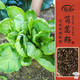 壽禾 大葉茼蒿種子種苗虎耳皇帝菜蔬菜種籽 壽冠大葉茼蒿種子50g *2袋