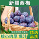儲褚新疆喀什西梅 法蘭西咖師西梅孕婦寶寶布林李子水果中秋禮盒 順豐 精選2斤（凈重）中果