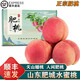 南步山東肥城水蜜桃【順豐】泰安大桃子白鳳水蜜桃大壽桃佛桃水果禮盒 6枚 彩箱特大果【單果約7-8兩】