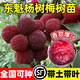 正宗東魁楊梅樹苗嫁接特大楊梅樹苗南方北方種植當(dāng)年結(jié)果楊梅樹苗 東魁楊梅苗 三年苗