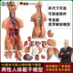 DEATKN德國(guó)人體器官結(jié)構(gòu)解剖模型全身內(nèi)臟大腦心臟軀干模特教學(xué)醫(yī)學(xué)兒童拼圖 醫(yī)學(xué)28厘米軀干模型 初級(jí)版14部件