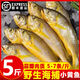 小黃花魚新鮮冷凍燒烤小黃魚生鮮水產(chǎn)活海魚海鮮整箱商用批發(fā)順豐 小黃花魚3斤【6-7條/斤】