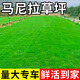 草皮真草坪帶泥土四季青果嶺草臺灣草別墅花園綠化馬尼拉草皮帶土 精品矮生馬尼拉草坪【5平方】