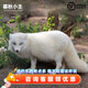 暮秋小主網(wǎng)紅家養狐貍活體幼崽雪狐白狐白化熊貓狐冰島狐寵物狐貍活物幼寵 藍眼白狐