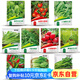 花沃里10款蔬菜種子套裝1 蘿卜種子白菜生菜番茄油麥朝天椒陽(yáng)臺(tái)庭院種籽