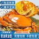 歡之婧 【活鮮】廣東正宗黃油蟹禮盒 膏油蟹螃蟹頭手黃油蟹大青蟹 【4-5兩】1只膏油黃油蟹