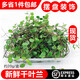 桃李村【順豐】現貨新鮮花草酒店西餐甜品烘焙蛋糕花瓣裝飾擺盤(pán) 千葉吊蘭1盒20g