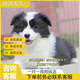 雙血統(tǒng)純種邊境牧羊犬七白三通賽級(jí)邊牧幼犬活體高智商寵物狗幼崽 寵物級(jí)