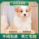 純種隕石邊牧幼犬邊境牧羊犬活體七白三通黑白金邊中型犬寵物小狗 血統(tǒng)級 金色 公