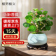 植男植女小盼菩提發(fā)財樹植物室內(nèi)禪意招財樹盆景辦公室桌面綠植源頭直發(fā)