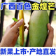 胖東來品質 正宗百色青皮金煌水仙芒薄皮甜心芒整箱 肉厚核薄4.5斤 [中大果]單果300g+超值實惠