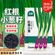北蔬 小香蔥種子苗紅蔥種頭四季庭院陽臺種菜籽 紅根小蔥種子約600粒