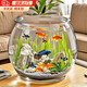 鉑吶苓魚(yú)缸烏龜缸仿玻璃一體成型桌面金魚(yú)缸亞克力透明圓形造景生態(tài)缸 仿玻璃魚(yú)缸【中號(hào)-裸缸】
