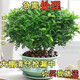清香木盆栽烘焙綠植強力驅蚊草四季綠花卉室內胡椒木好養凈化空氣 【清香驅蚊蟲(chóng)】特大苗+肥2盆/驅蚊109平方