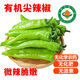 【順豐】有機(jī)青椒 尖椒辣椒微辣健康無(wú)農(nóng)殘有機(jī)蔬菜 3斤【微辣脆嫩】 精選