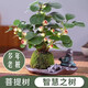 【帶果發(fā)貨】小盼菩提盆栽四季好養室內植物花卉綠植菩提樹(shù)盆景 一年小苗一顆（無(wú)贈品）