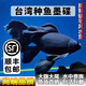 臺灣貴妃純種短身球體蝴蝶鯉魚(yú)墨碟火紅長(cháng)尾觀(guān)賞魚(yú)冷水觀(guān)賞魚(yú)苗 黑色鎮宅招財7-9厘米3條