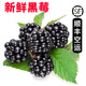 【順豐航空】新鮮樹莓 覆盆子 紅樹莓 新鮮水果  獨立包裝 黑莓2盒*125g/盒