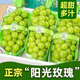 陽(yáng)光玫瑰葡萄新鮮水果5斤青提當(dāng)季整箱順豐包郵現(xiàn)貨整箱果園直發(fā) 凈重4.5斤2串丨禮盒裝 順豐包郵