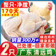 柒島【銷(xiāo)量20萬(wàn)+】清遠雞散養170天廣東清遠雞清遠山間散養走地雞雞肉 清遠雞1.8斤*2只（千人購買(mǎi)）