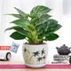 南國愛(ài)鉑金鉆盆栽蔓綠絨綠蘿辦公室內植物花卉綠植水培多肉新房家用凈化 高品鉑金鉆+竹韻陶瓷盆