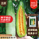 北蔬 甜瓜種子苗薄皮酥脆超甜香瓜四季水果種籽 貝雷塔羊角蜜種子5g