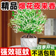 夜來香盆栽綠植驅(qū)蚊植物夜香花夜蘭香夜丁香千里香濃香型花卉花苗 精品特大苗發(fā)一盆【包開花】+肥