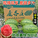 龐各莊龐各莊西瓜小吊瓜禮盒 順豐包郵 北京大興牛奶冰糖西瓜水果L600 4個(gè)裝共11-12斤（家庭推薦）