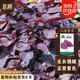 北蔬 紫蘇種子苗全紫可食用大葉蘇子葉四季蔬菜種籽 全紫紫蘇種子20g