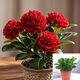 碧玉新品紅邊四季常青室內花卉綠植開(kāi)花植物凈化濃香型盆栽 碧玉【紅色】6-8頭重瓣濃香型 塑料盆栽好 3個(gè)周期開(kāi)花
