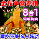 金錢(qián)幼龜飼料專(zhuān)用龜糧三線(xiàn)閉殼開(kāi)口增體色亮甲零食蝦干混合營(yíng)養糧 1.5mm顆粒 580g 1桶 上浮型