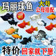 寵以沫四季觀(guān)賞魚(yú)三色瑪麗球皮球魚(yú)孔雀魚(yú)斑馬胎生魚(yú)直接下崽魚(yú)好養耐活 精品瑪麗球3-4cm5只