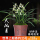 劉閣蘭花現帶超多花芽建蘭 富山奇蝶 奇花濃香四季蘭庭院盆栽綠植花卉 大鳳素5苗連體帶花苞 配簡(jiǎn)易盆土肥