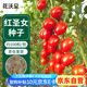 花沃里紅圣女果100粒/包 蔬菜種子紅珍珠番茄小西紅柿陽臺庭院田間種植