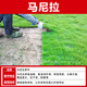 草皮真草坪帶泥土別墅花園綠化四季青果嶺草臺灣草馬尼拉草皮帶土 矮生馬尼拉【0.5平方】