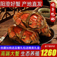 【活蟹】陽(yáng)澄清歆大閘蟹 鮮活特大螃蟹公蟹母蟹 海鮮水產(chǎn)生鮮禮盒 公5.5-5.8兩母4.5-4.8兩 5對十只