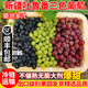 新疆吐魯番三拼無(wú)籽葡萄4斤新鮮水果無(wú)核白無(wú)核紫玻璃翠葡萄順豐L 4斤三拼組合