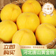XFZP河北黃金桃 新鮮水果當季現(xiàn)摘黃桃水果 脆甜多汁黃肉蜜桃時令甜桃 3.5斤(毛重)/2.5斤(凈重)