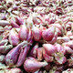 瑞蔬源東北笨小毛蔥蔬菜小蔥頭紅小蔥頭紅蔥頭干毛蔥頭種子1斤源頭直發(fā)